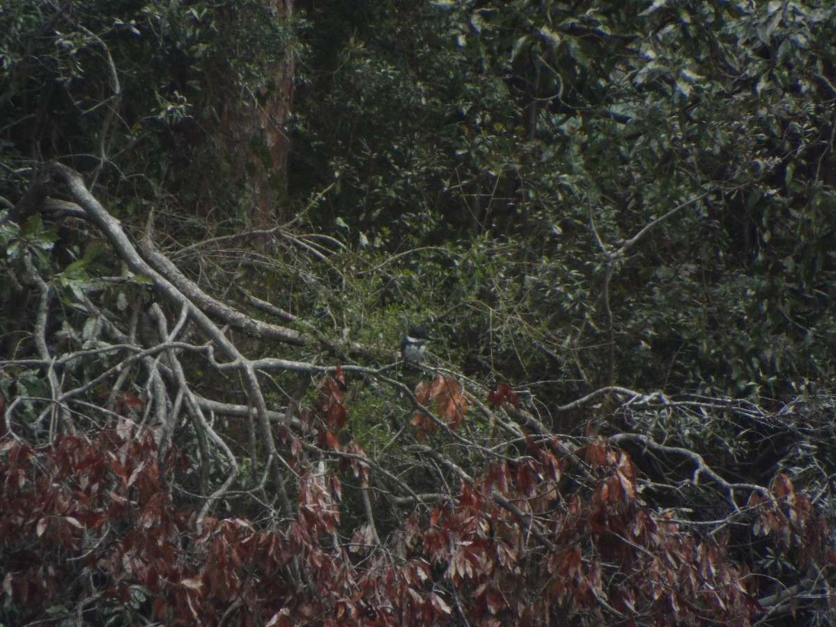 Gürtelfischer - ML633975126