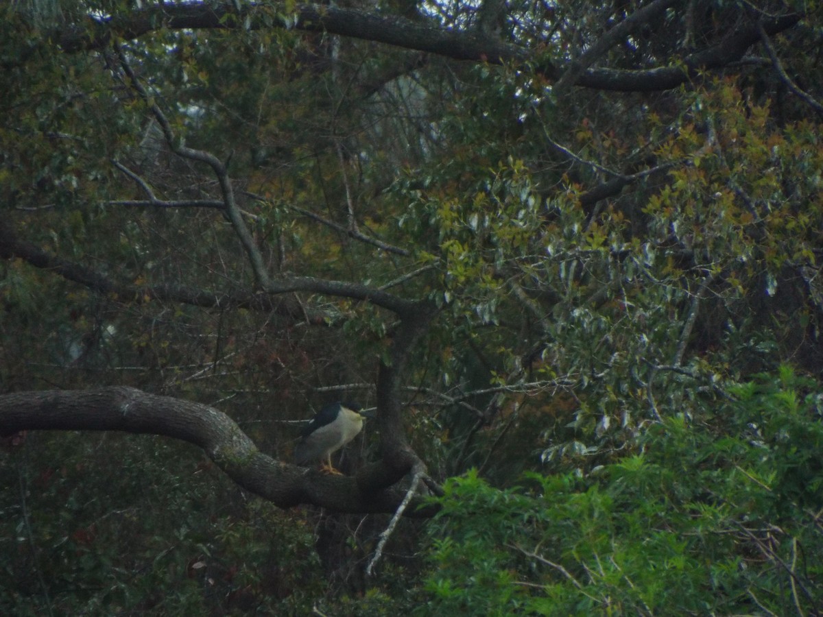 Nachtreiher - ML633975141