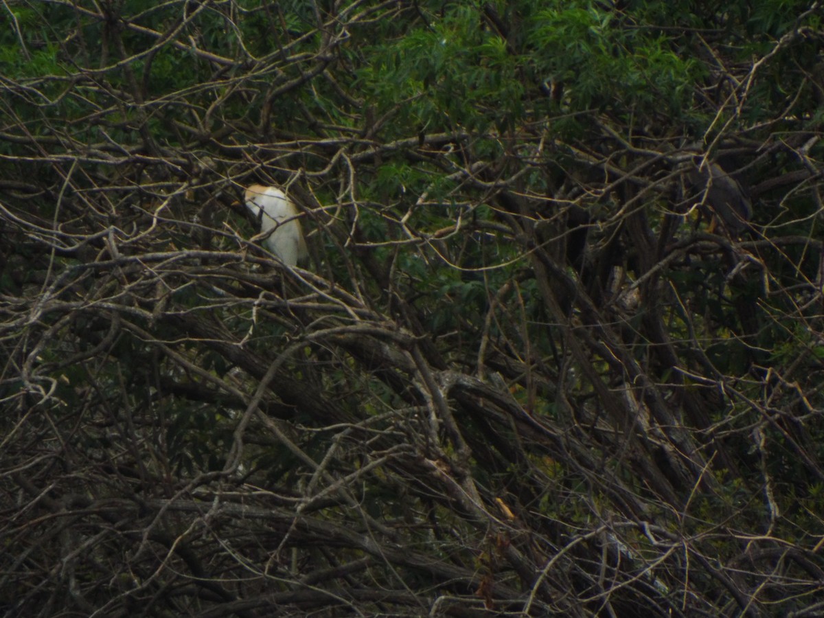 Kuhreiher - ML633975171