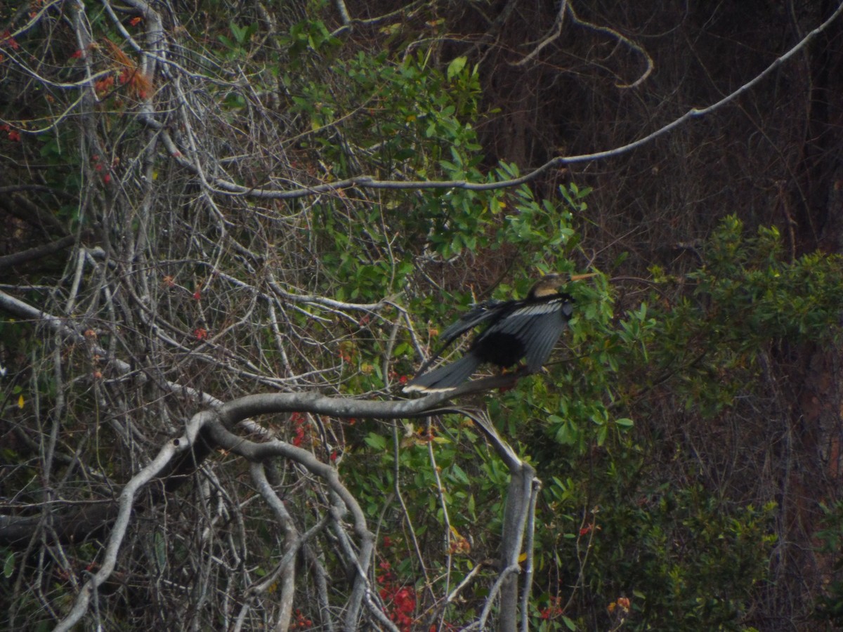 Amerika-Schlangenhalsvogel - ML633975191