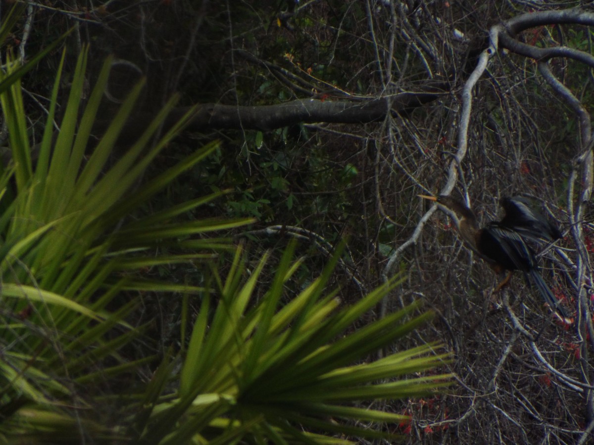 Amerika-Schlangenhalsvogel - ML633975192