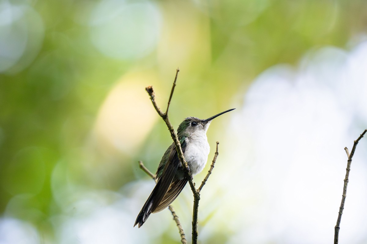 Wedge-tailed Sabrewing (Long-tailed) - ML633975202