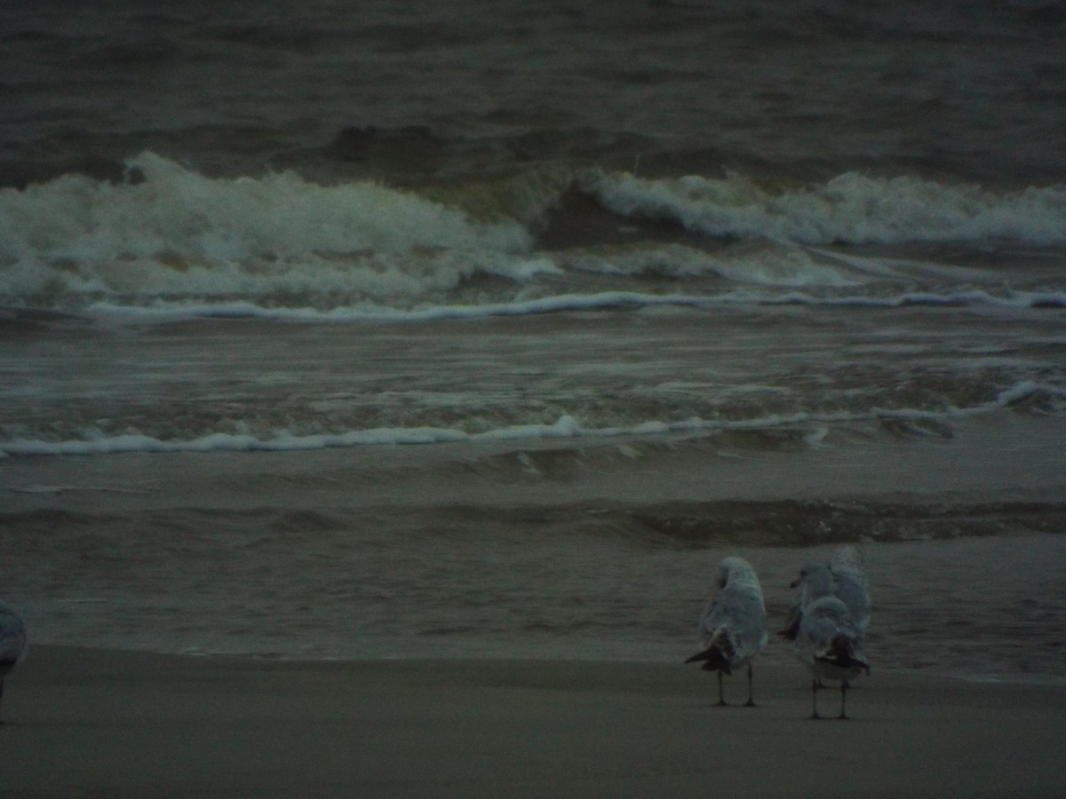 Ringschnabelmöwe - ML633975329