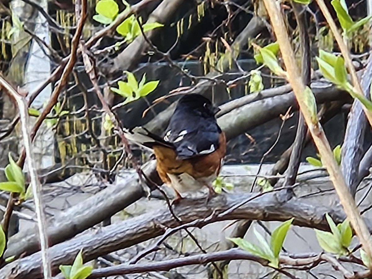 Eastern Towhee - ML633975401