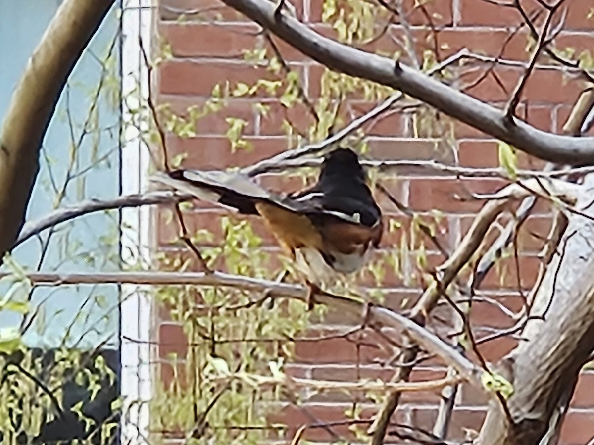 Eastern Towhee - ML633975402