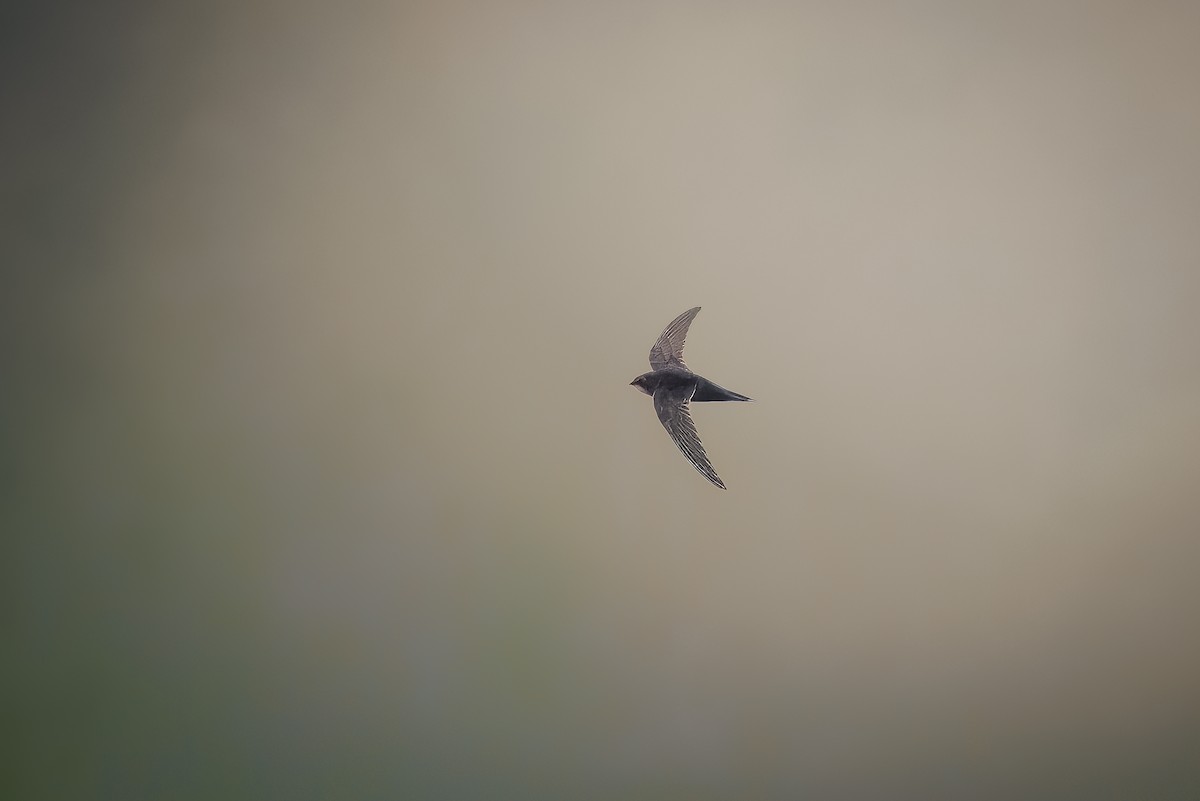 Dark-rumped Swift - ML633975477