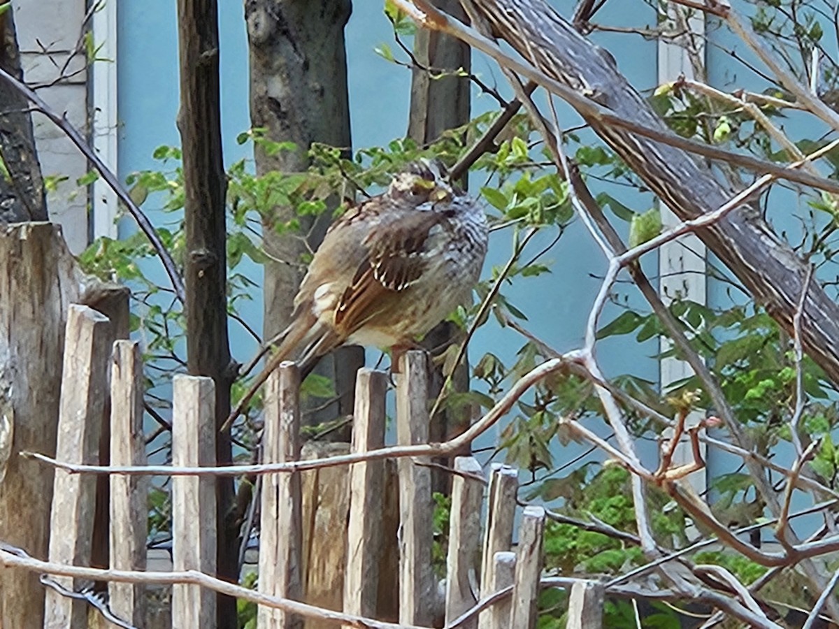 White-throated Sparrow - ML633975487