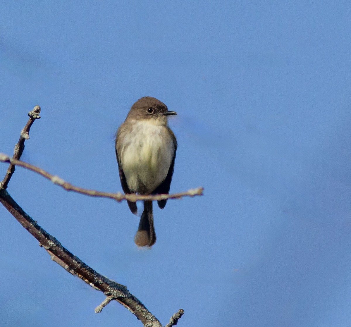 Eastern Phoebe - ML633975494
