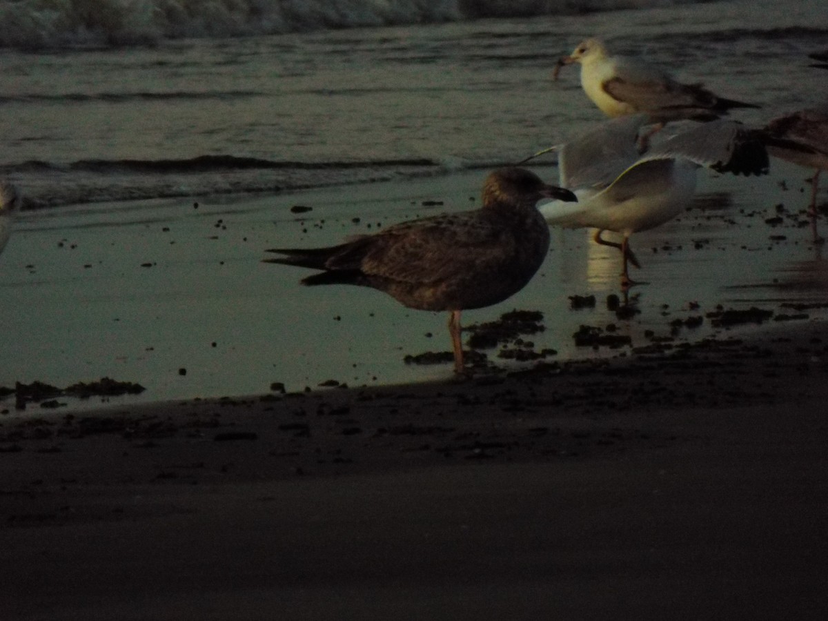 Mantelmöwe - ML633975542