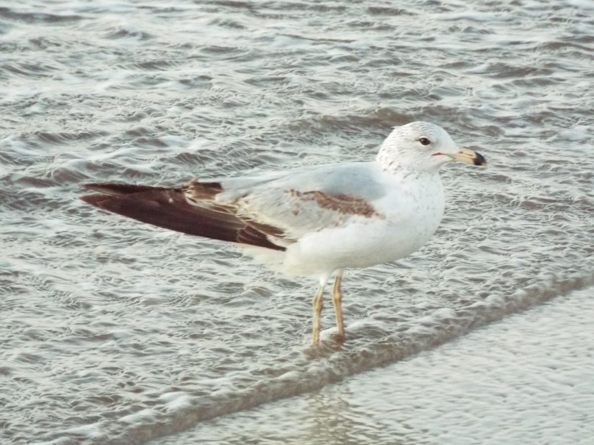 Ringschnabelmöwe - ML633975555