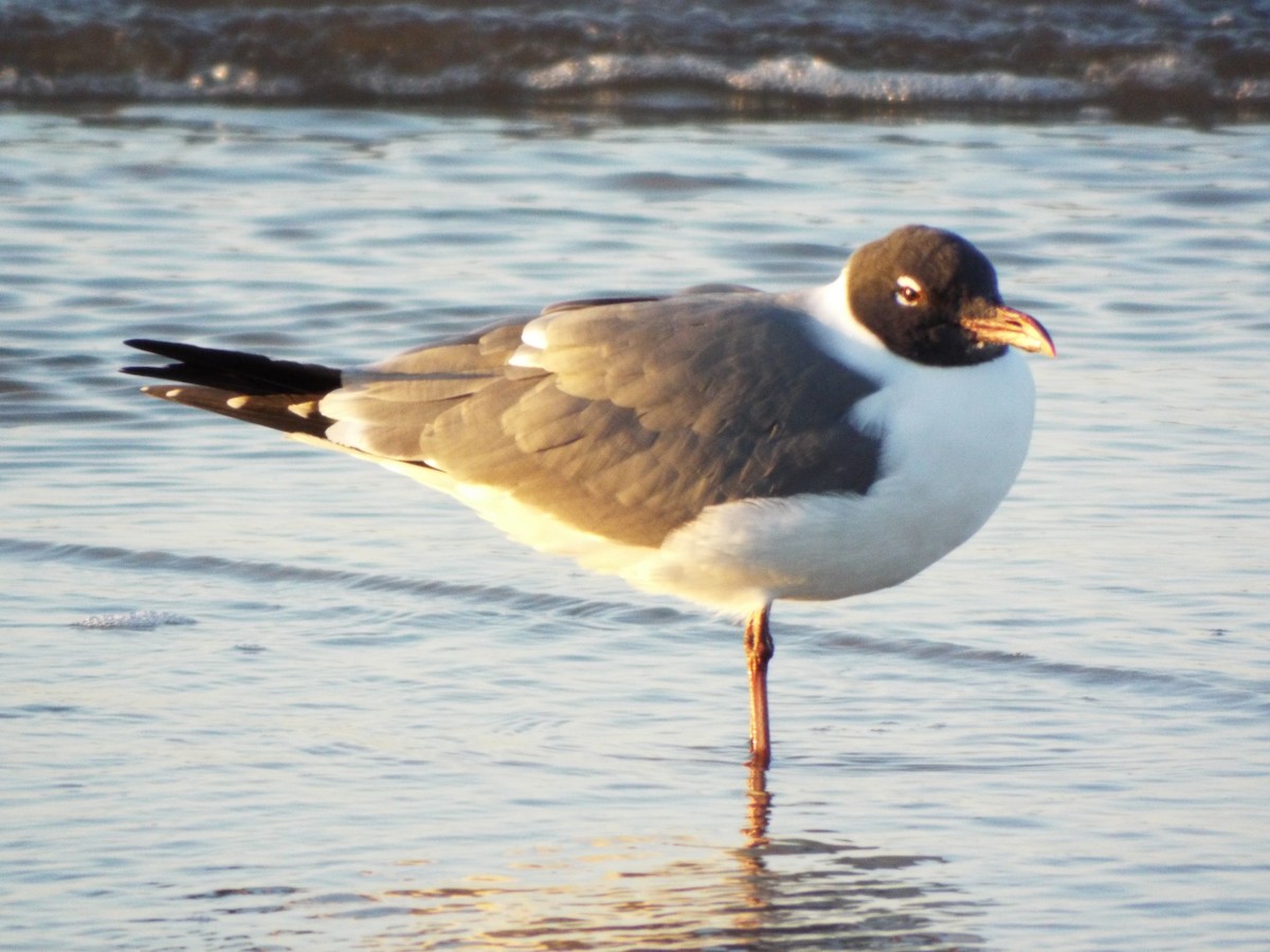 Aztekenmöwe - ML633975592