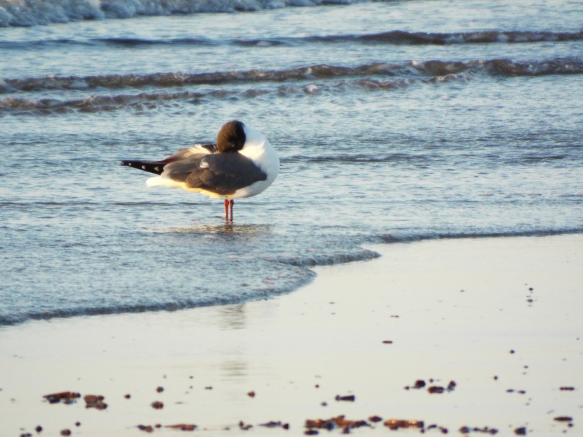 Aztekenmöwe - ML633975593