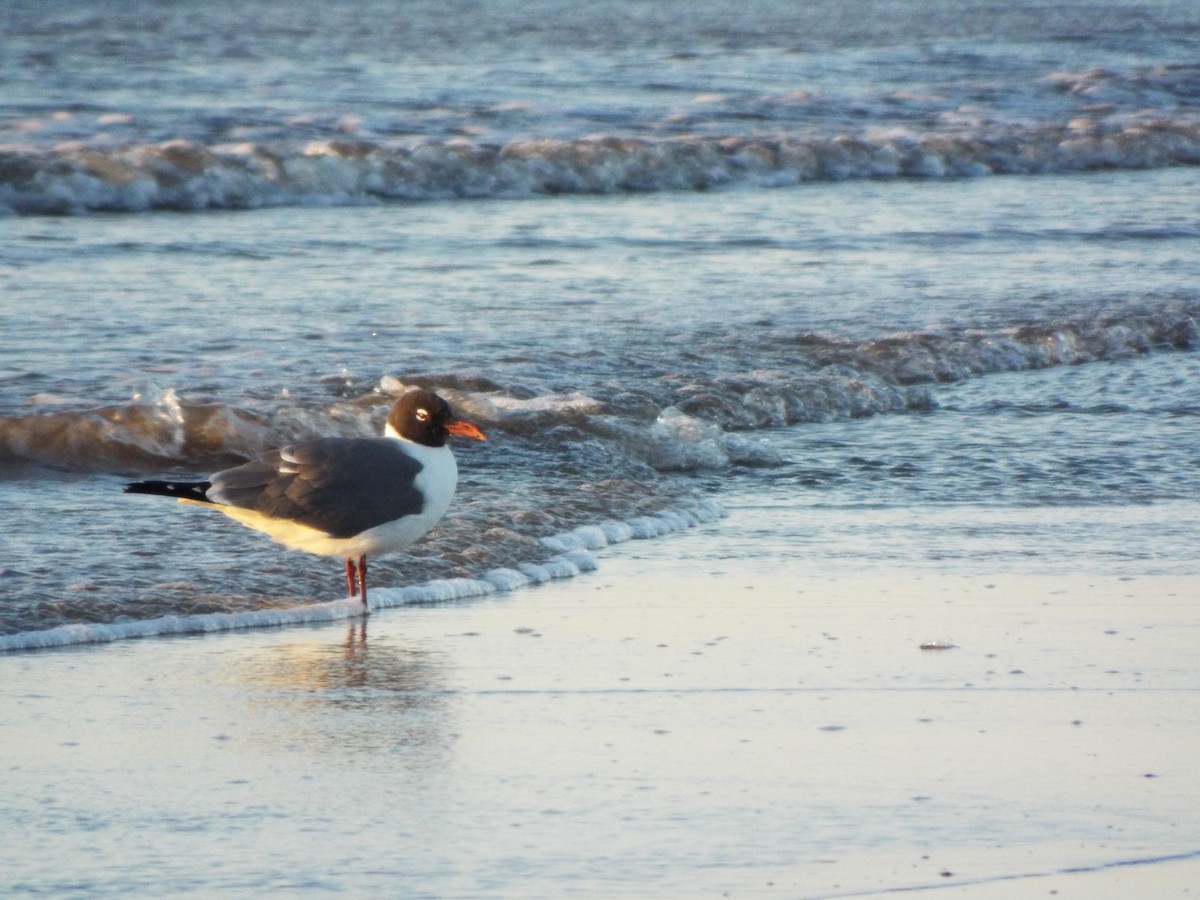 Aztekenmöwe - ML633975643