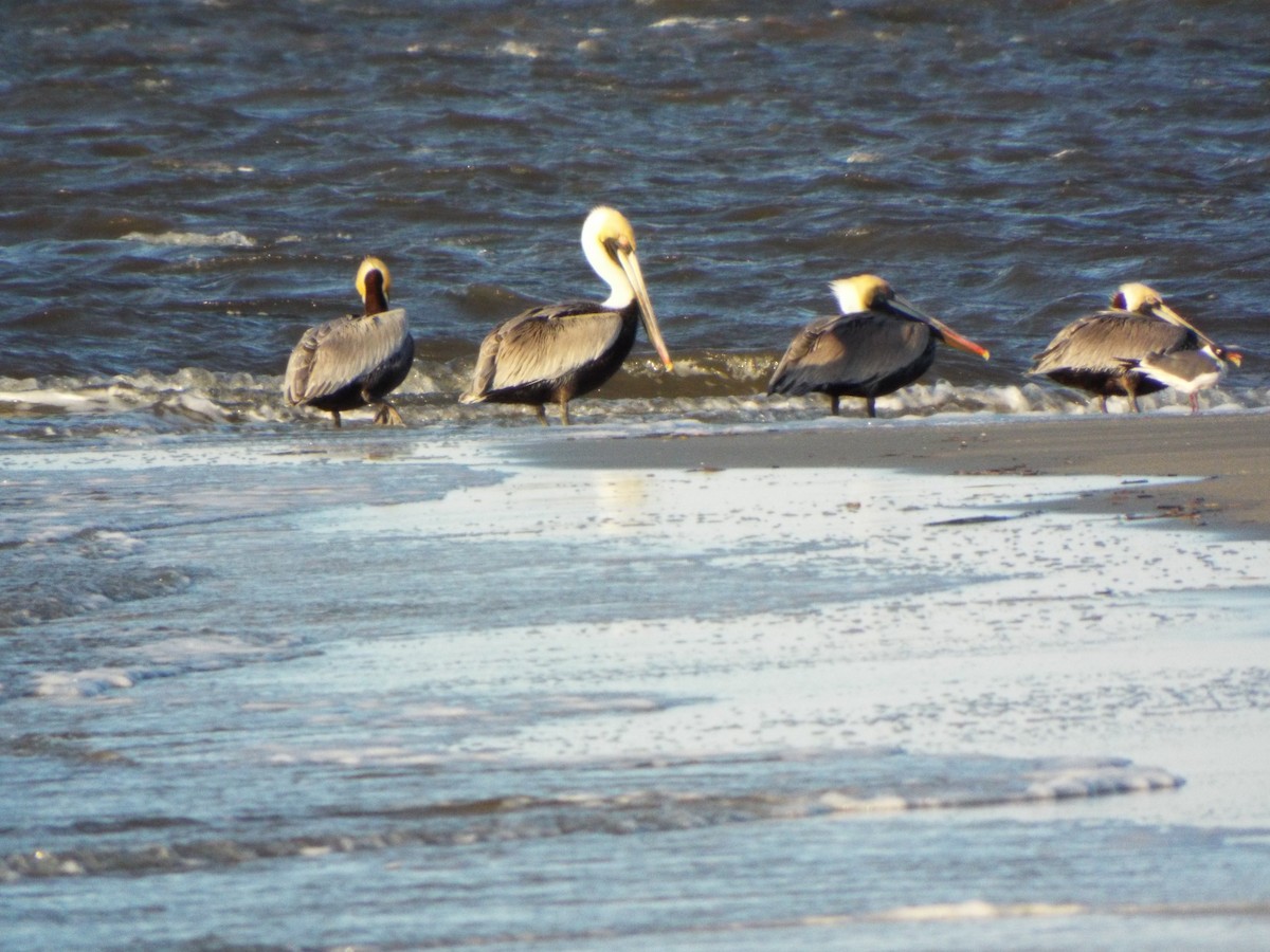 Braunpelikan - ML633975767