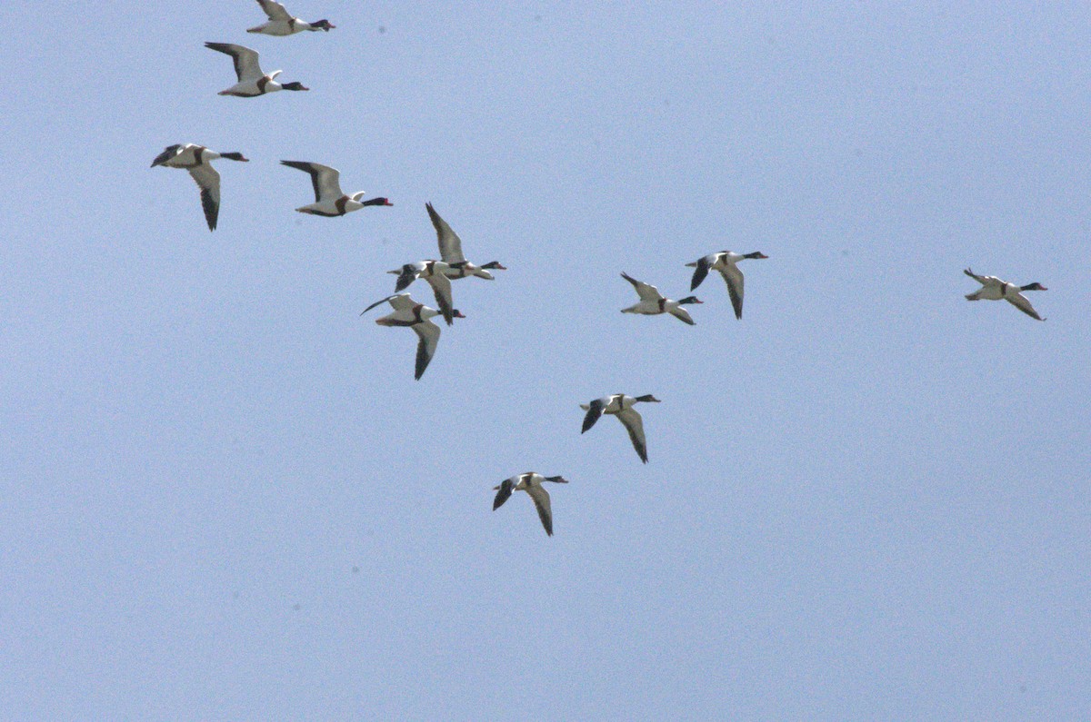 Common Shelduck - ML633975776