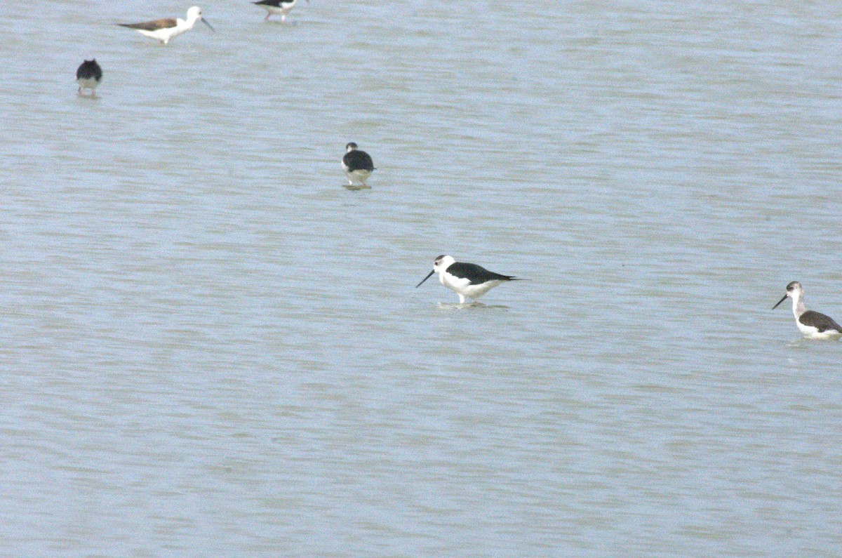 Black-winged Stilt - ML633975797