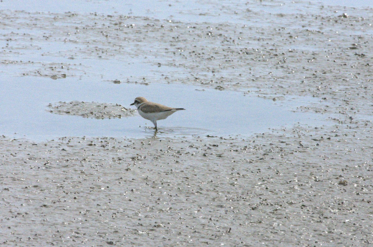 Kentish Plover - ML633975804