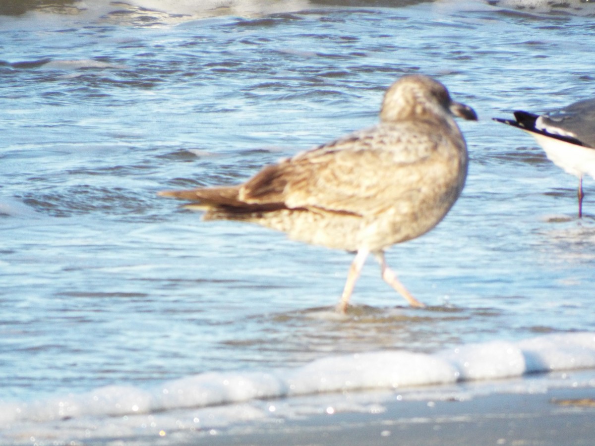 Mantelmöwe - ML633975816