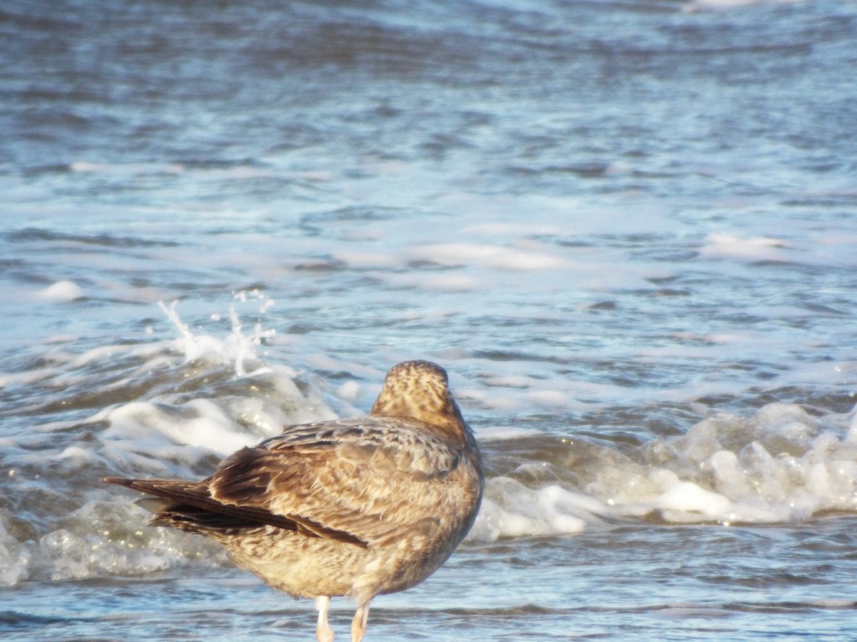 Mantelmöwe - ML633975817