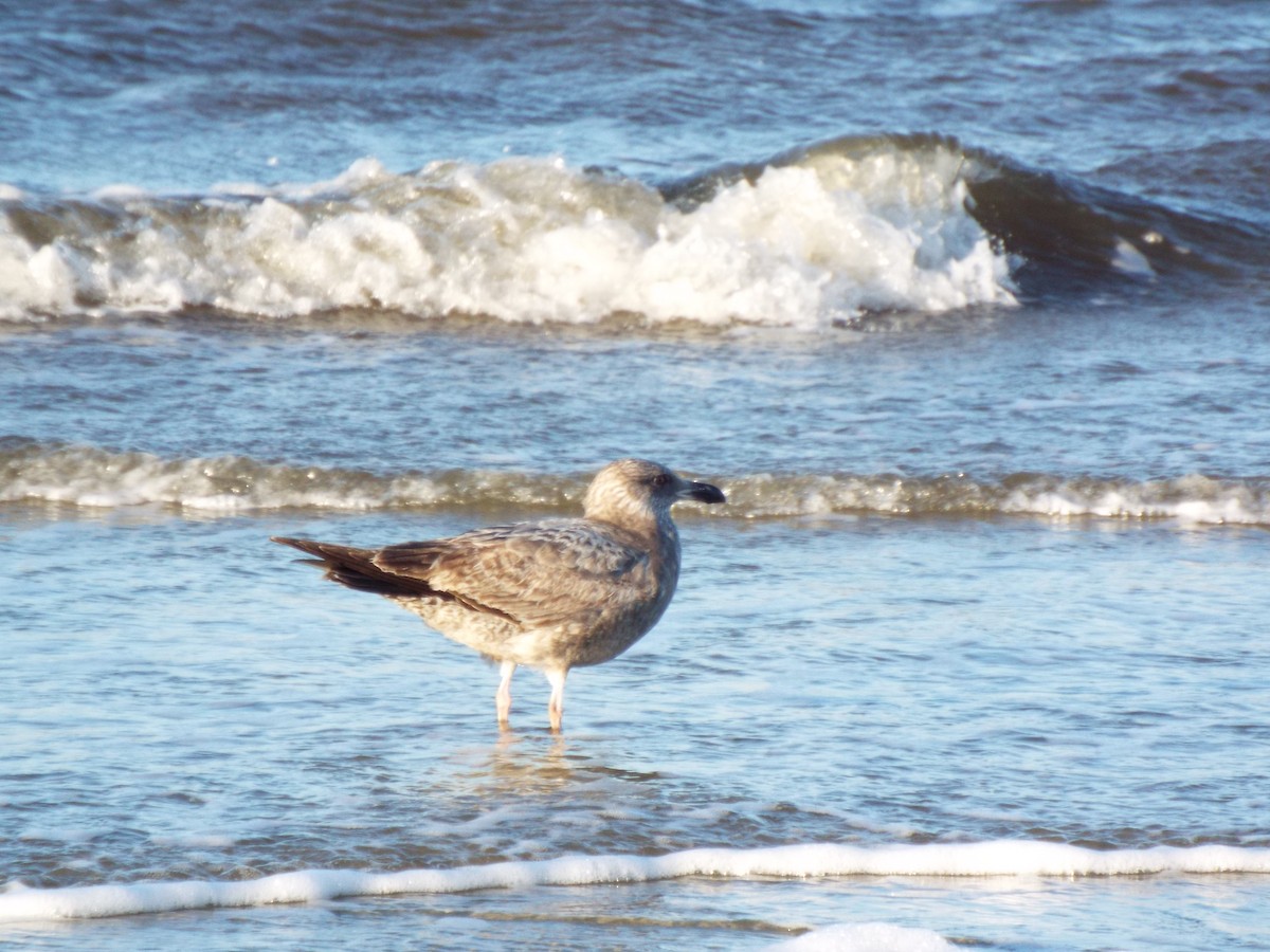 Mantelmöwe - ML633975818