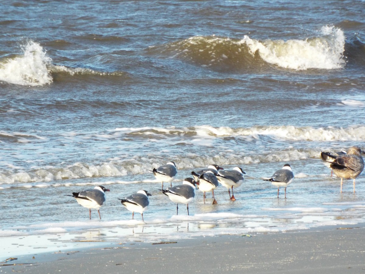 Mantelmöwe - ML633975819