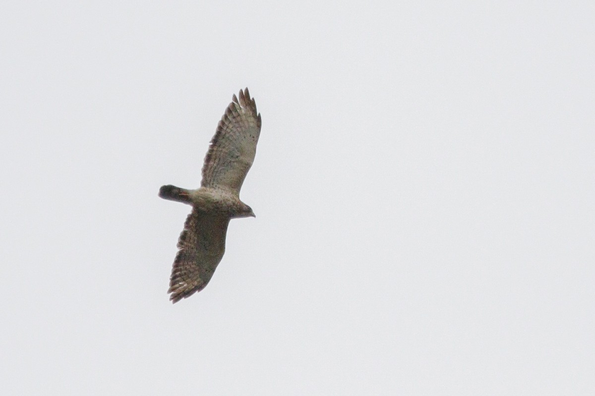 Broad-winged Hawk - ML633975837