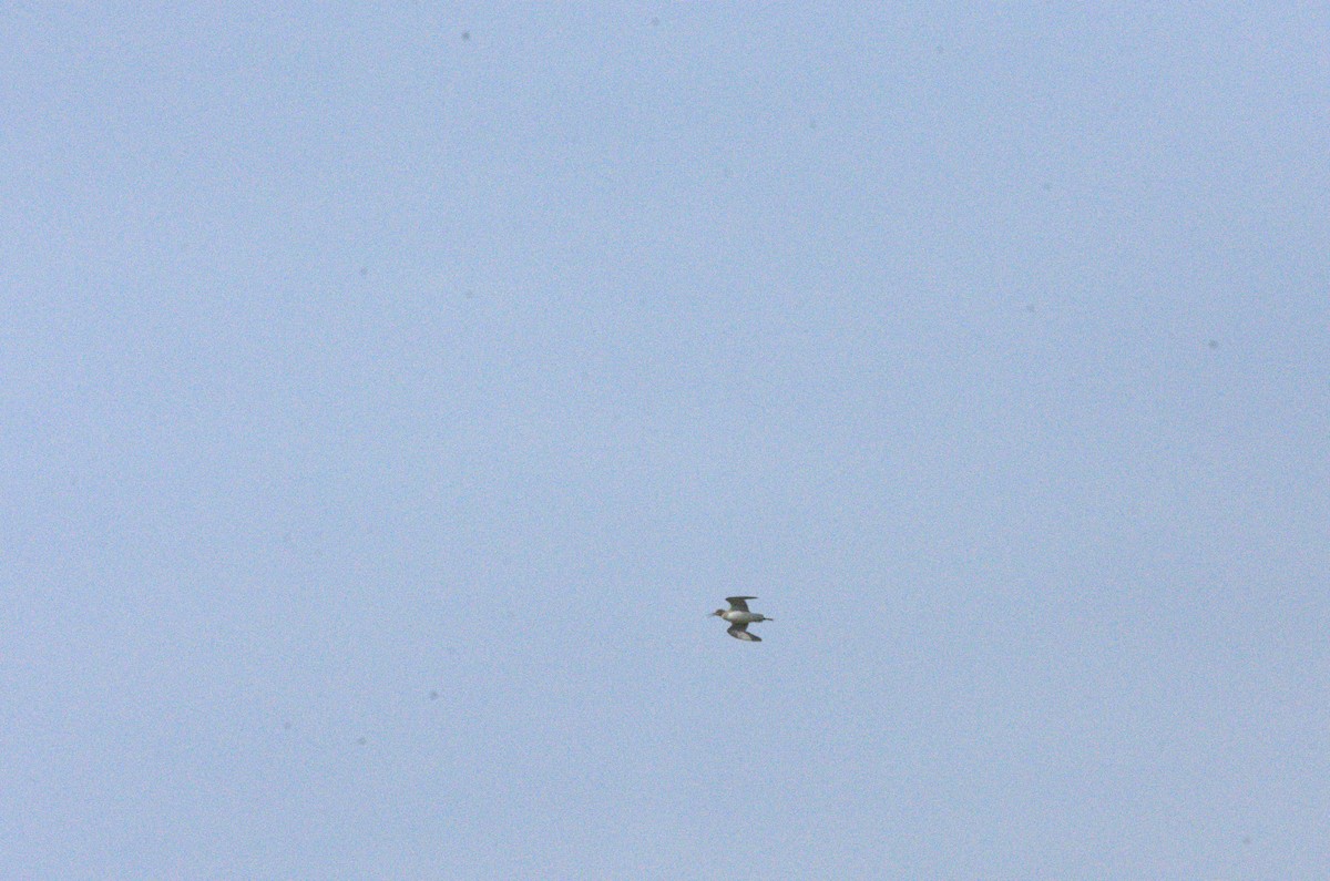 Green Sandpiper - ML633975840