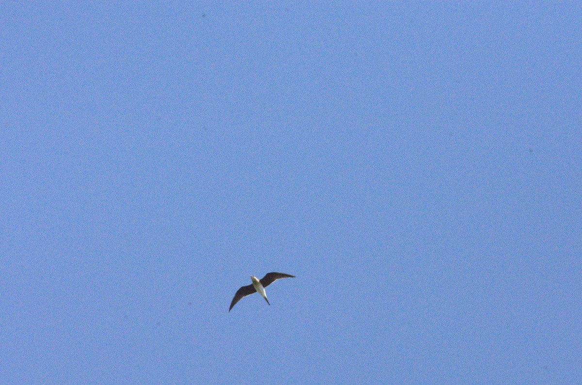 Collared Pratincole - ML633975856