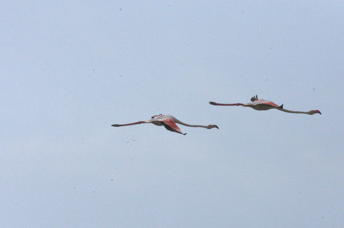 Greater Flamingo - ML633975871