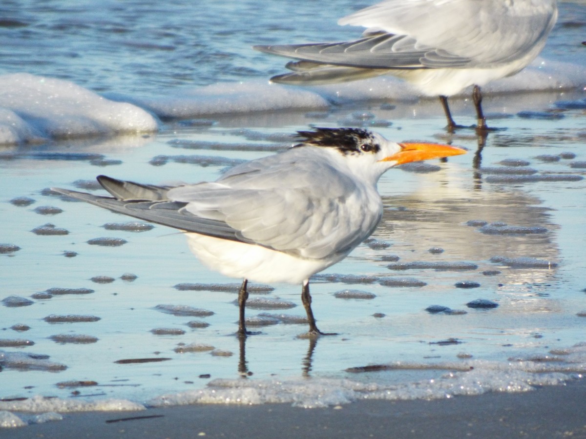 Königsseeschwalbe - ML633975890