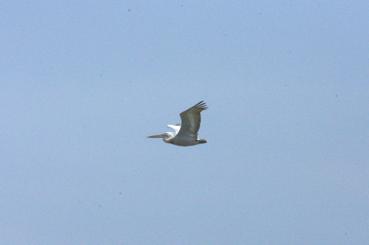 Dalmatian Pelican - ML633975893