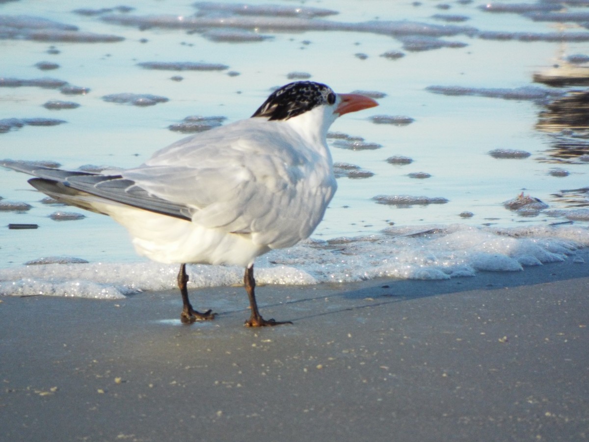 Königsseeschwalbe - ML633975941