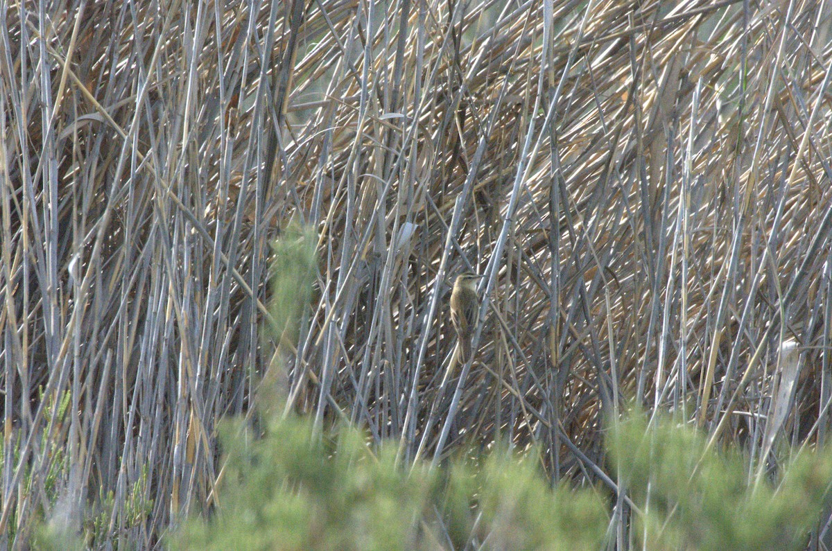 Sedge Warbler - ML633975952