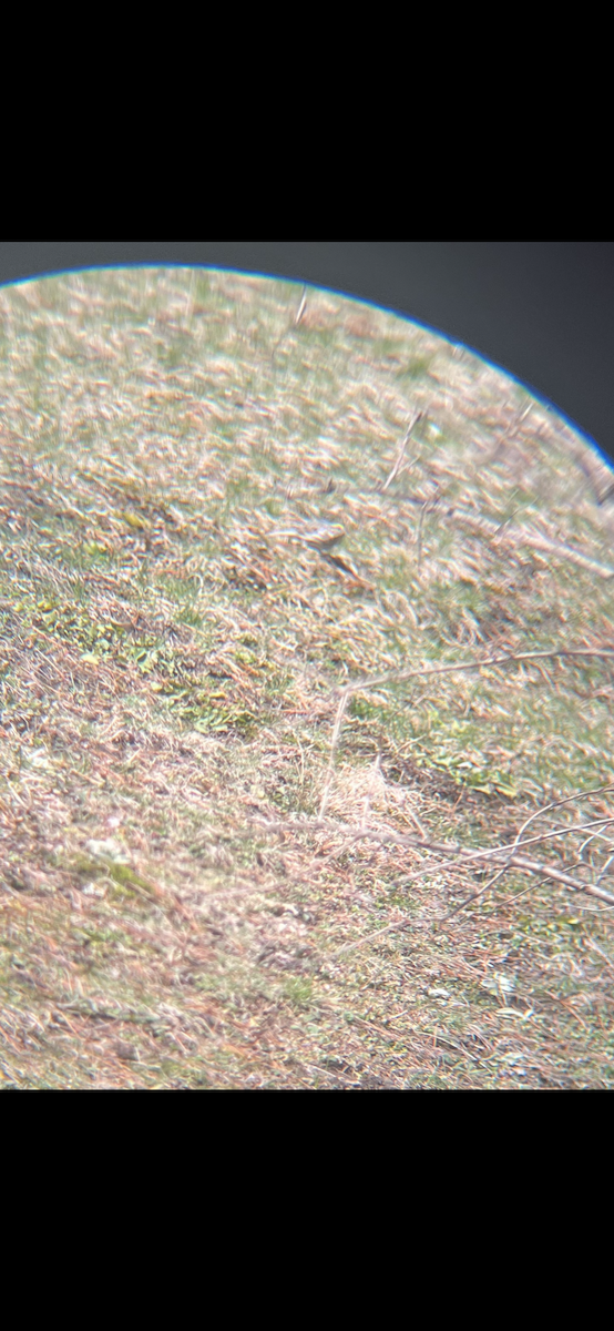 Savannah Sparrow - ML633975954