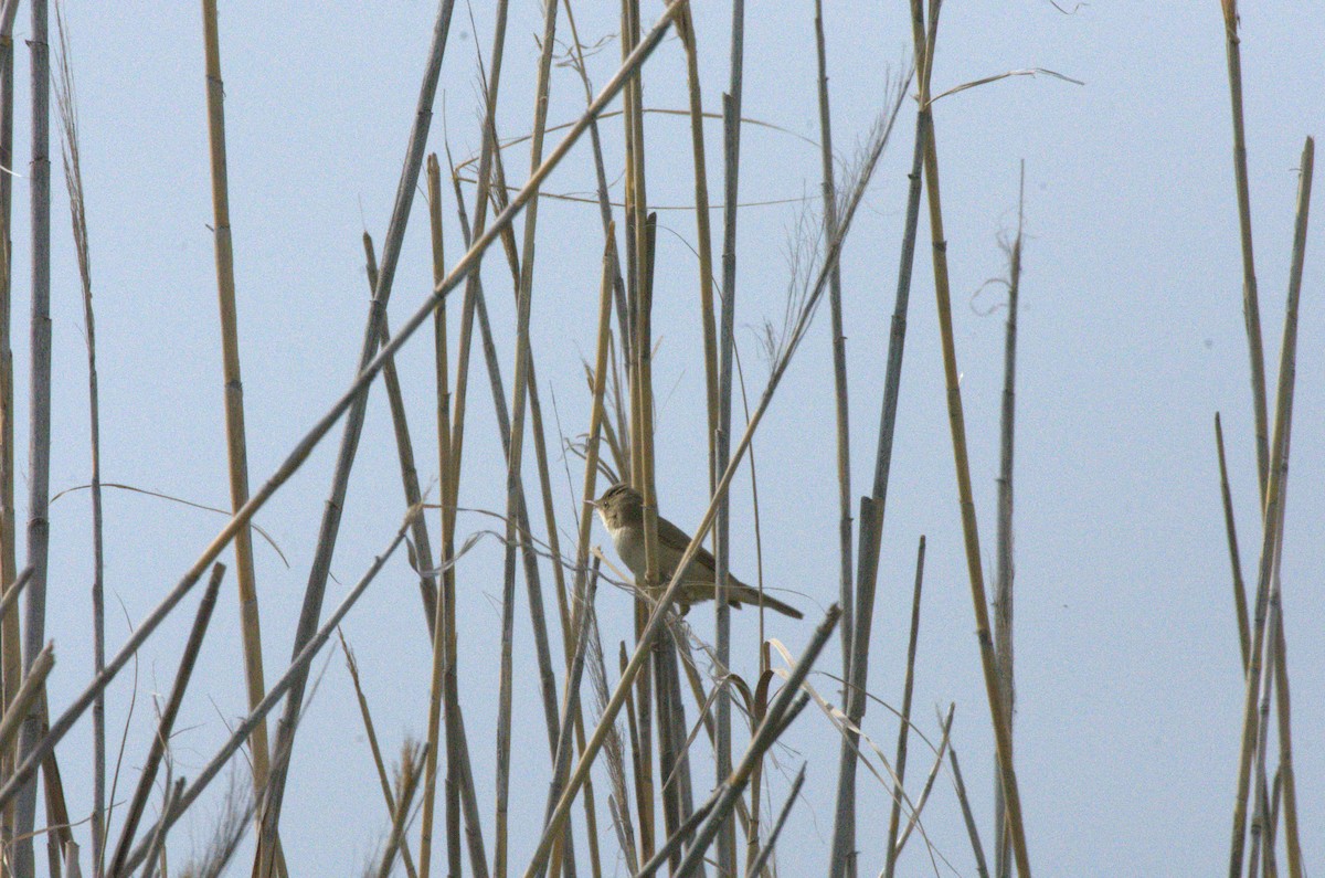 Common Reed Warbler - ML633975958