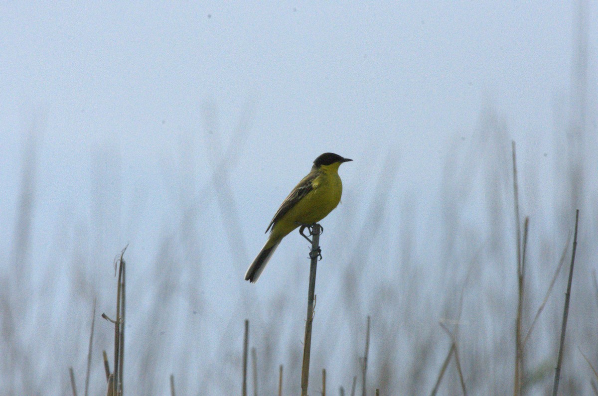 Western Yellow Wagtail - ML633975983