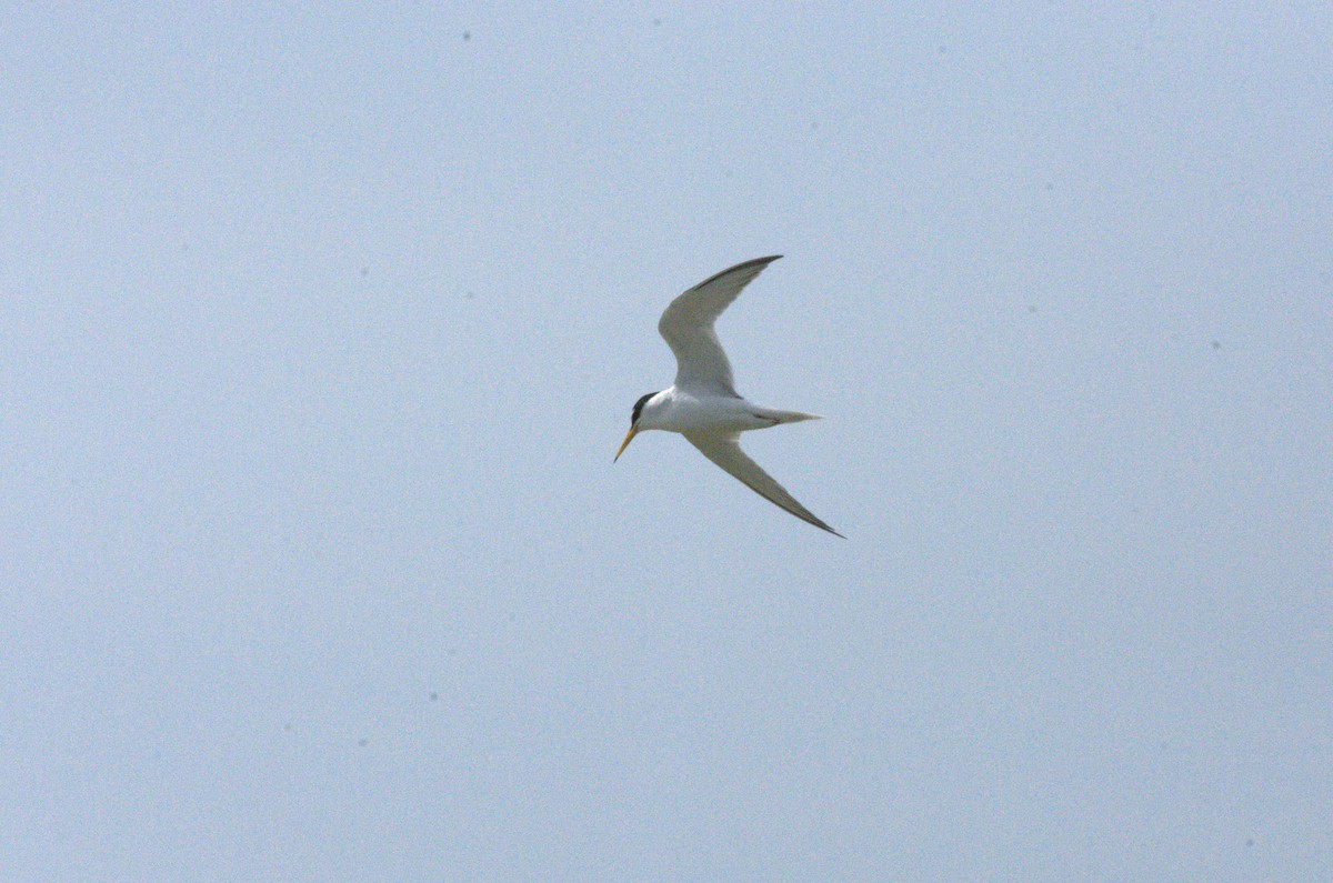 Little Tern - ML633976004