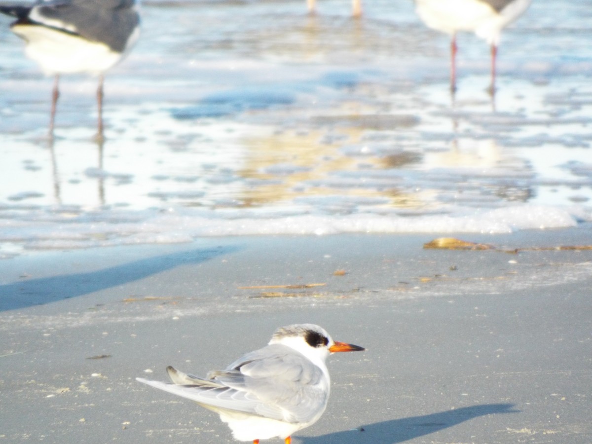 Forsterseeschwalbe - ML633976024