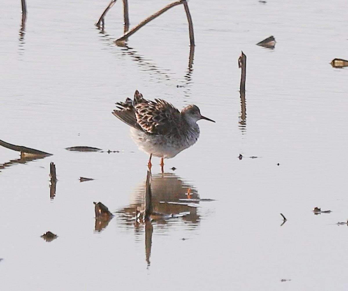 Ruff - ML633976025