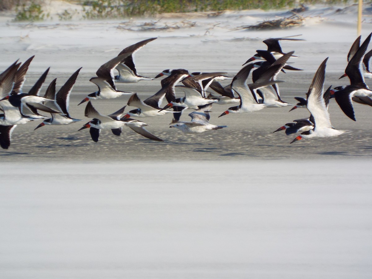 Amerikascherenschnabel - ML633976063