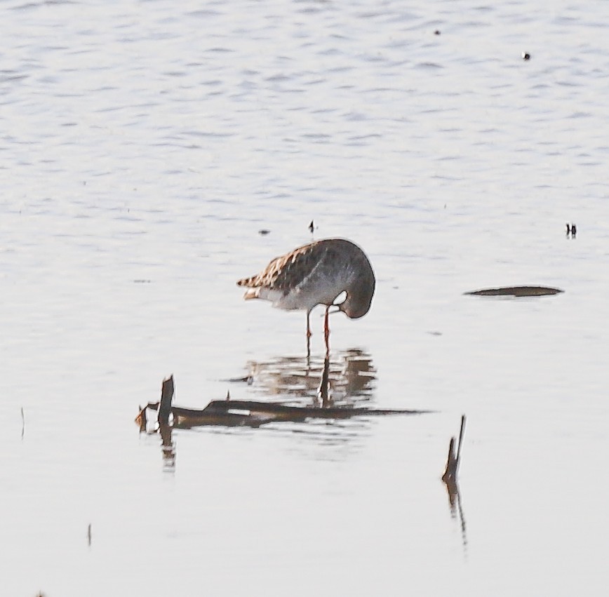 Ruff - ML633976142