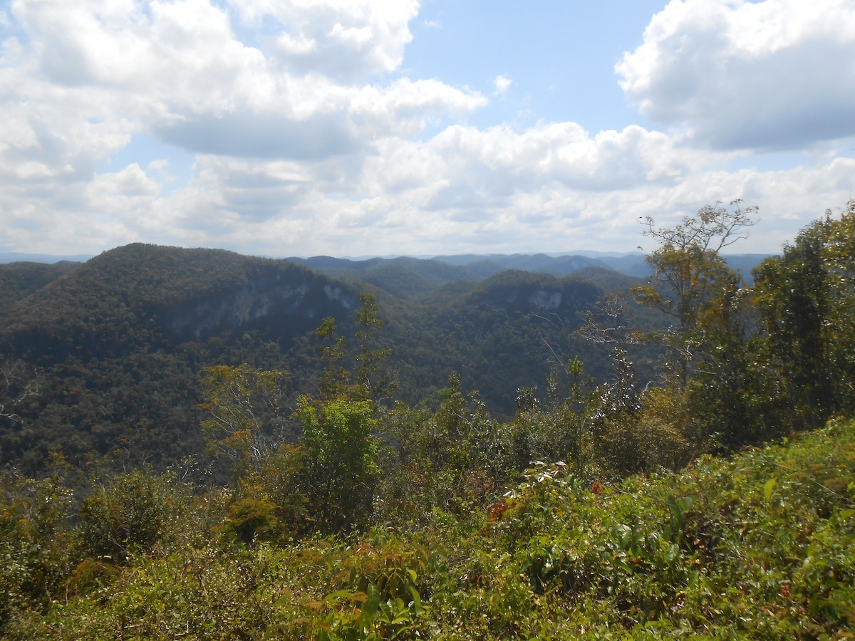 null - ML633976290
