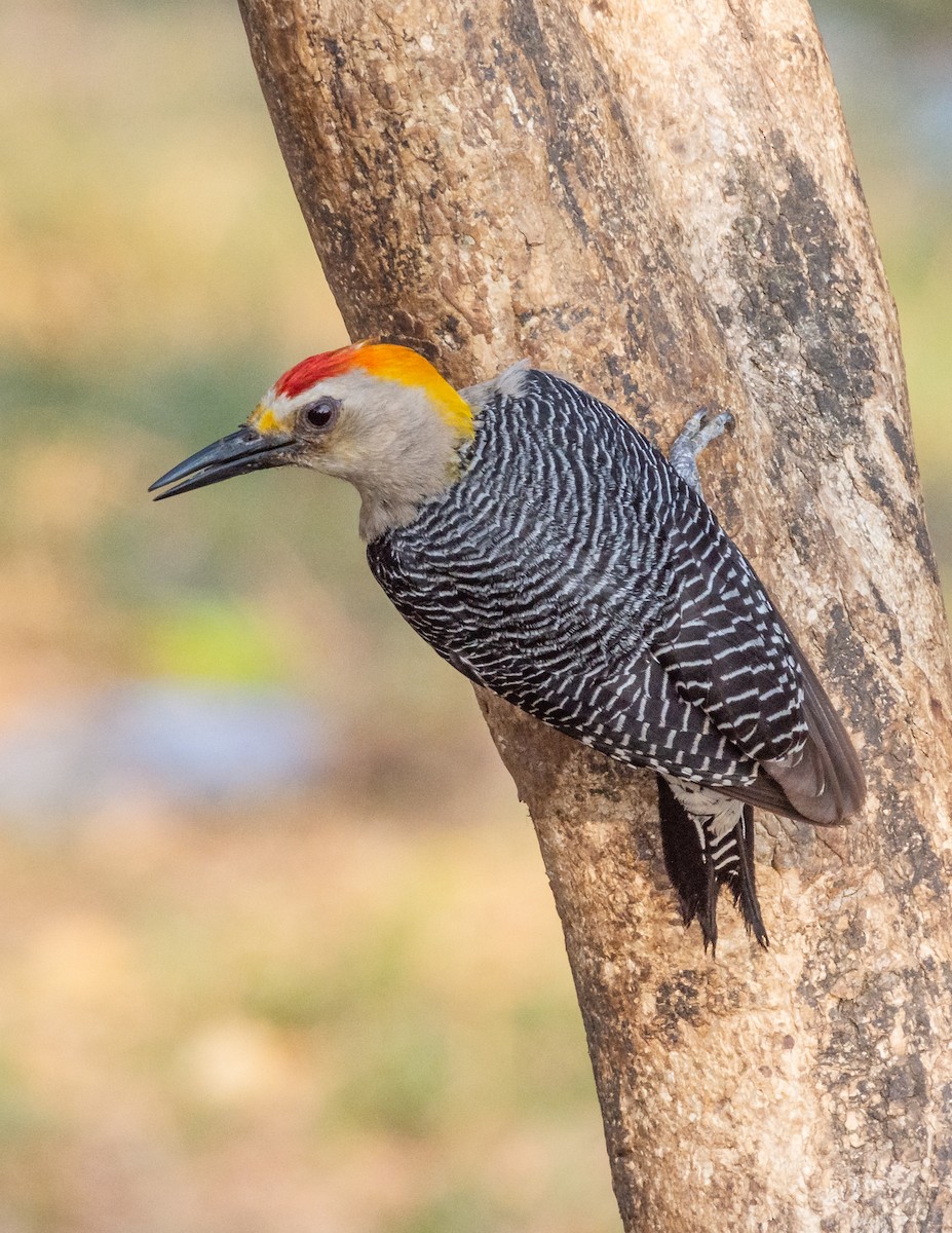 Golden-fronted Woodpecker - ML633976429