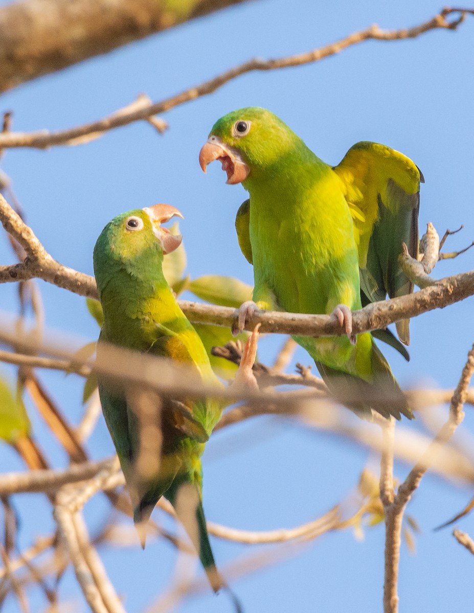 Orange-chinned Parakeet - ML633976435