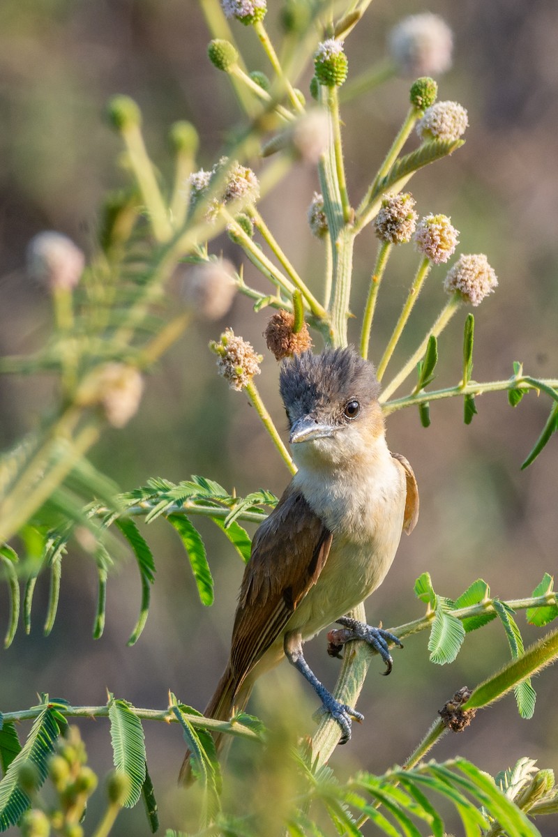 Rose-throated Becard - ML633976453
