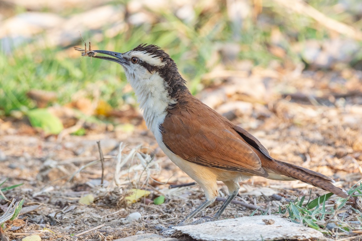 Giant Wren - ML633976465