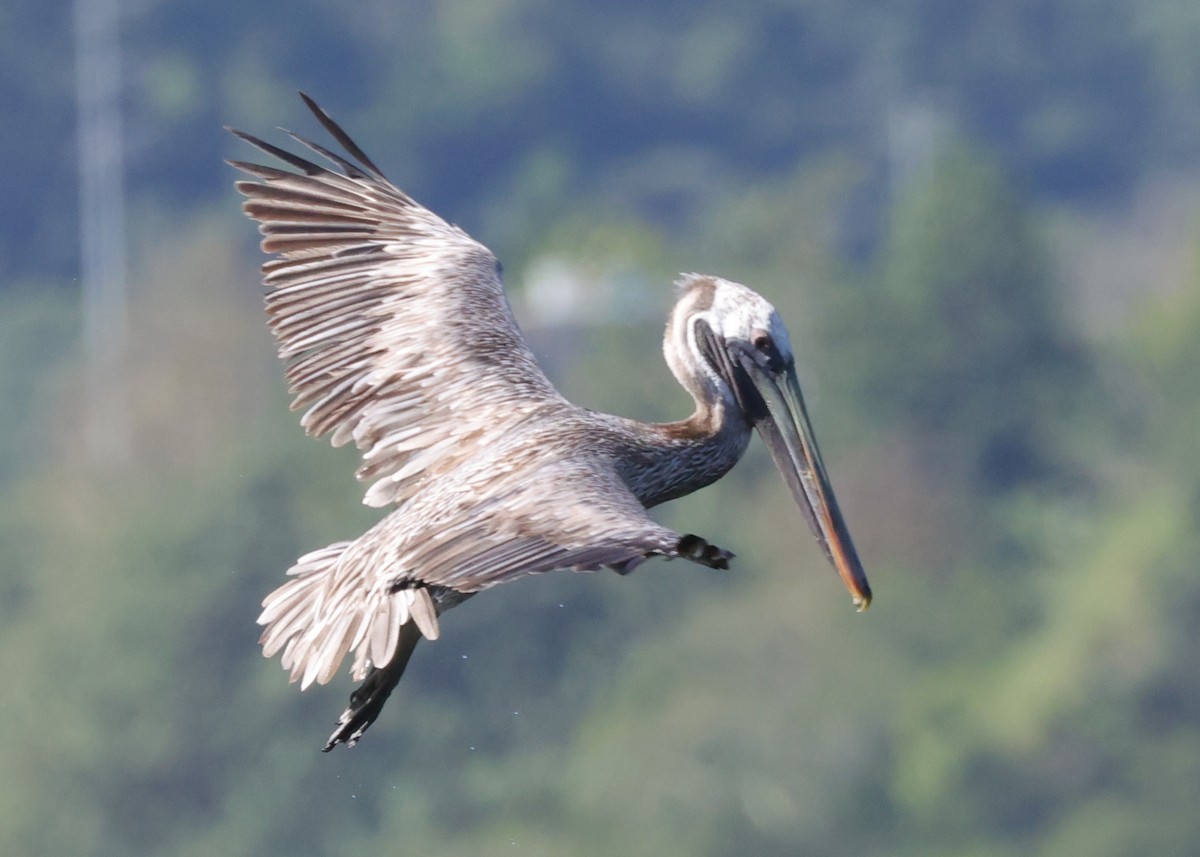 Brown Pelican (Southern) - ML633976829