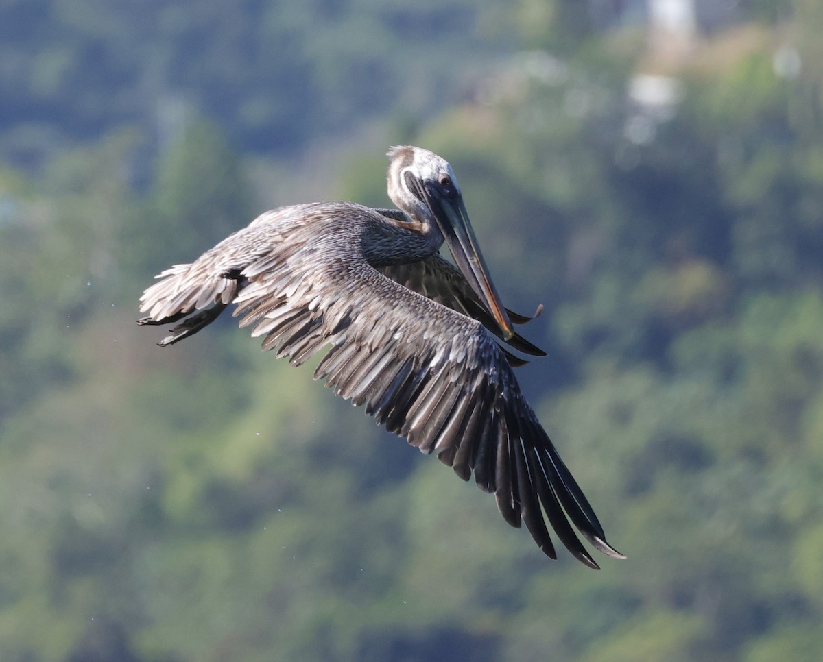 Brown Pelican (Southern) - ML633976830
