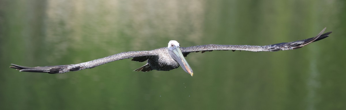 Brown Pelican (Southern) - ML633976831