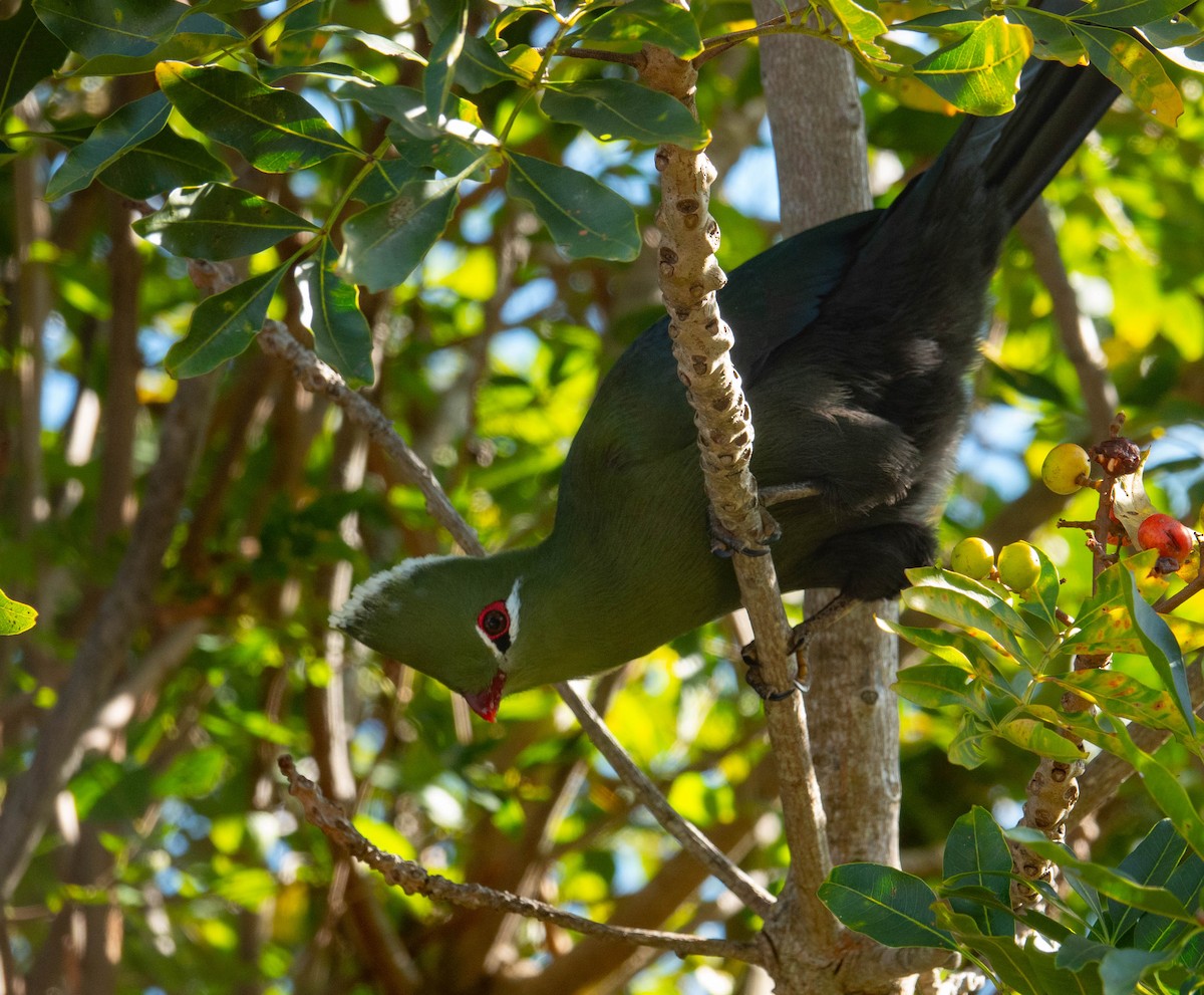 Knysna Turaco - ML633976946